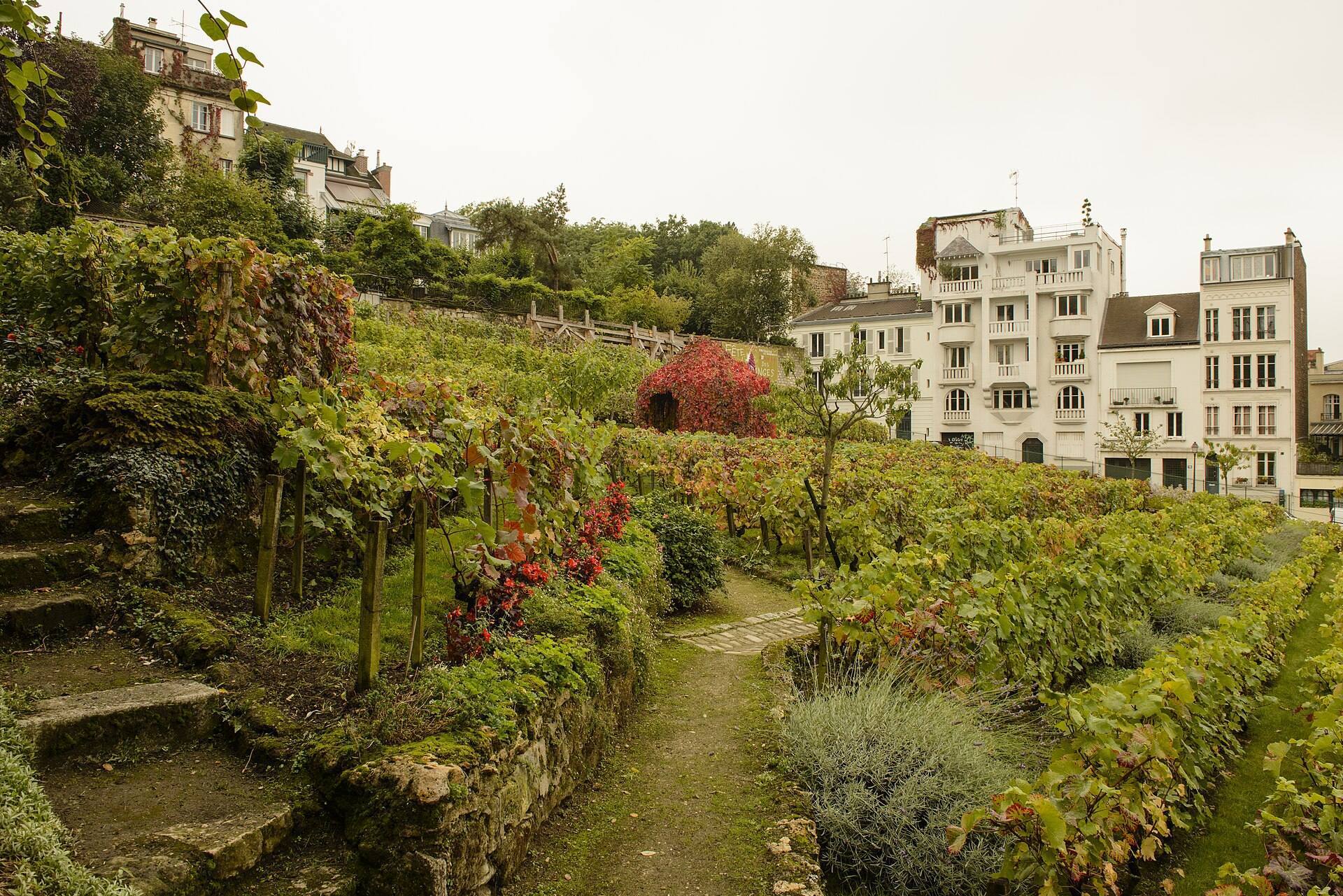 Clos Montmartre vineyard